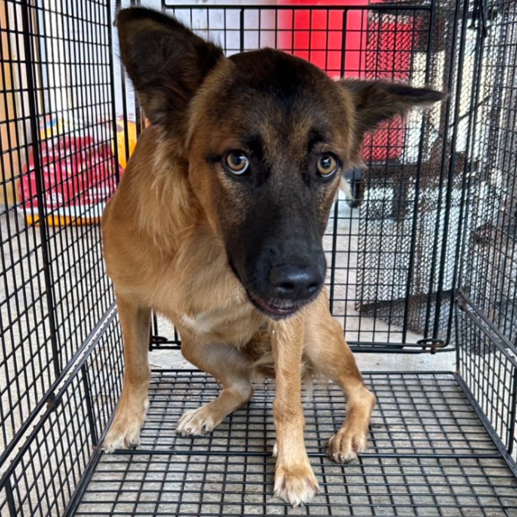 Photo of No. PAAAG1120719053, Adult · Female · Large · Mixed breed