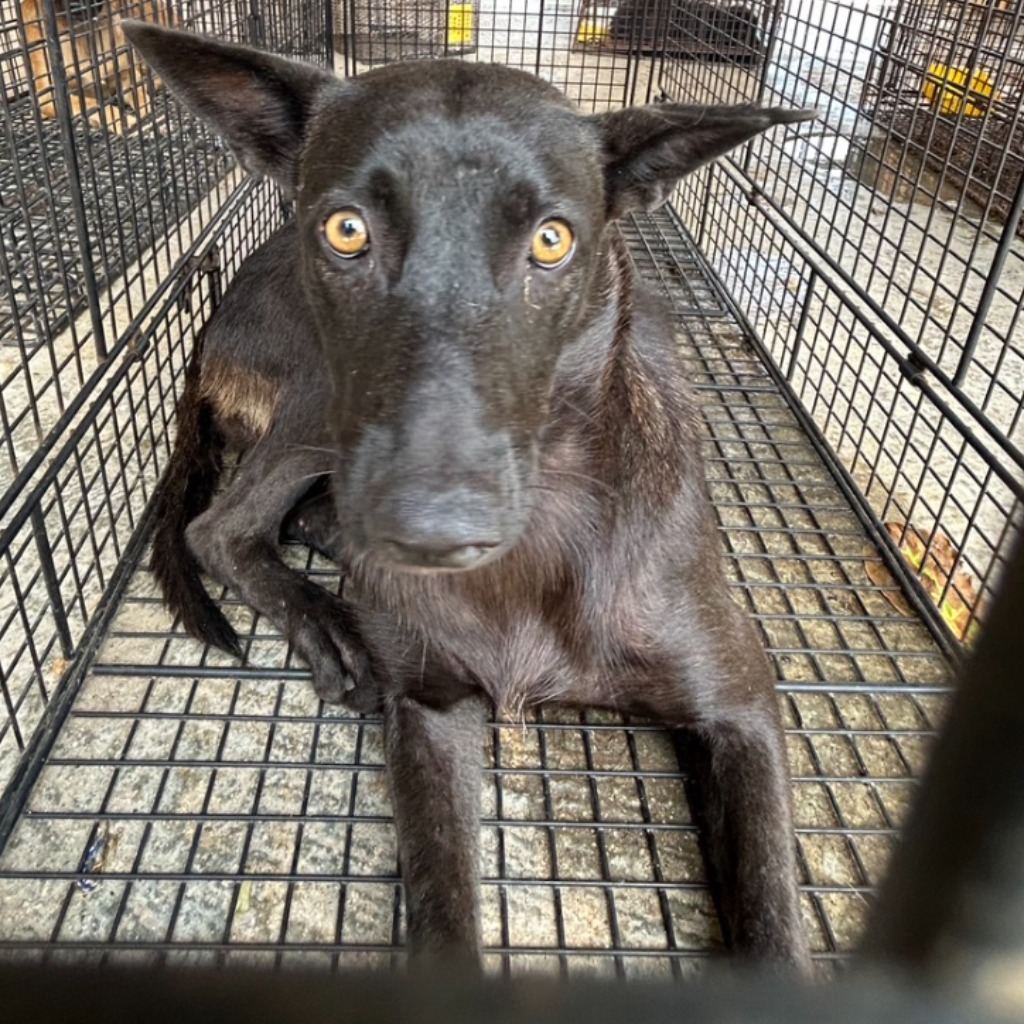 Black adult female mixed-breed dog, Large, shelter no. …9054