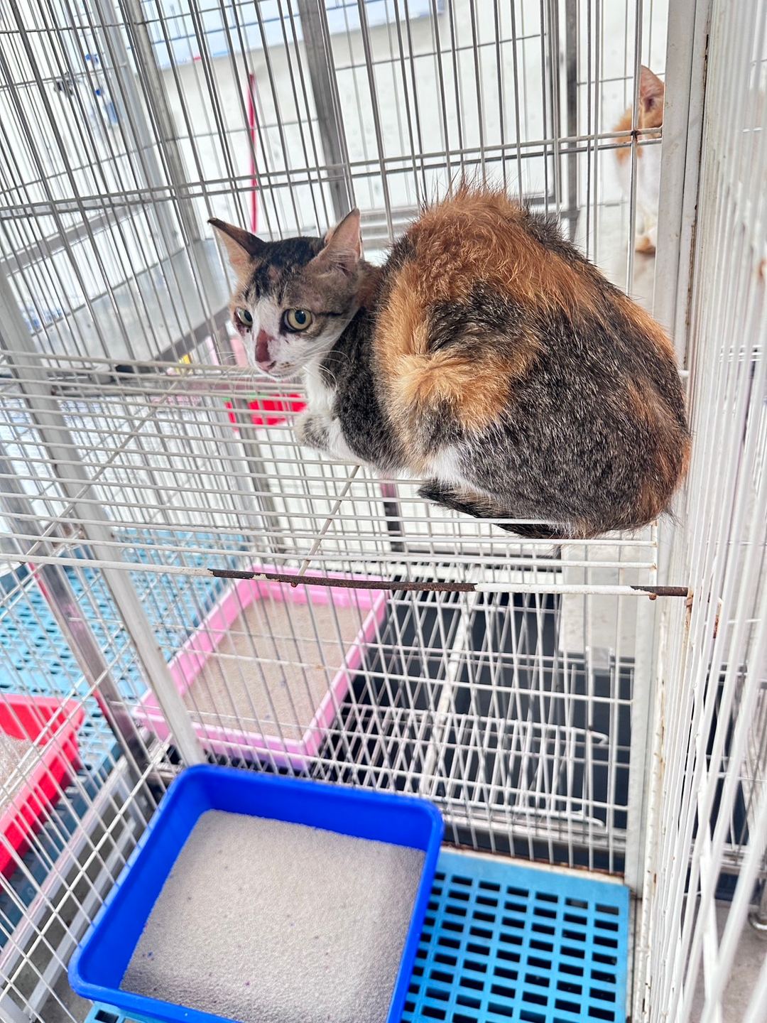 Photo of No. EAAAG1120721003, Adult · Female · Large · Mixed breed