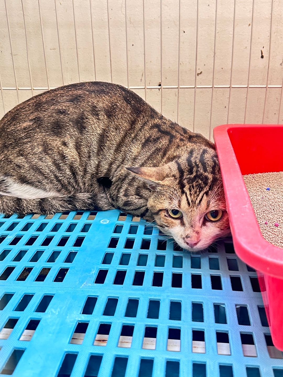 Photo of No. EAAAG1120721005, Adult · Male · Large · Mixed breed