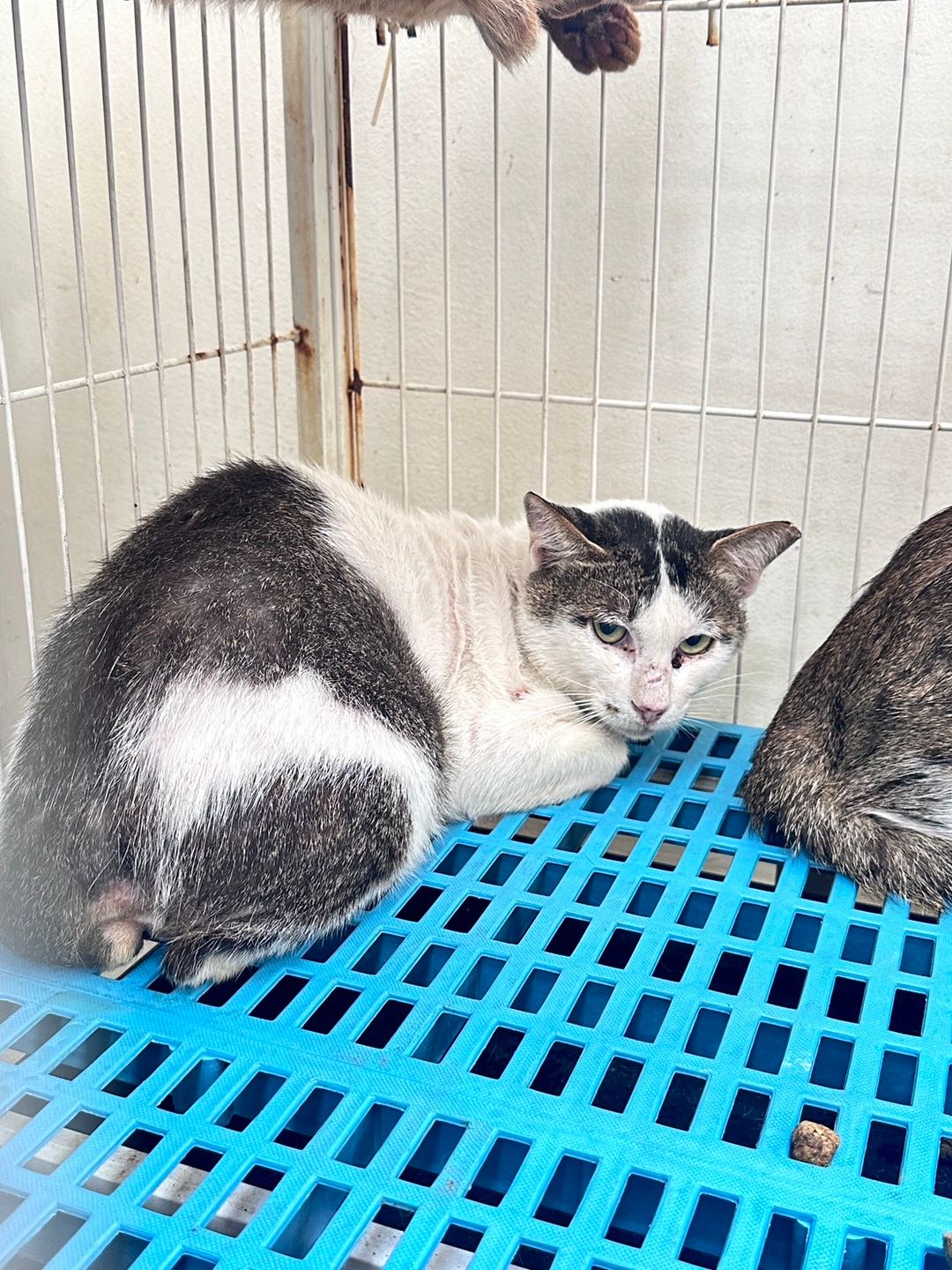 Tabby-and-white adult male mixed-breed cat, Large, shelter no. …1006