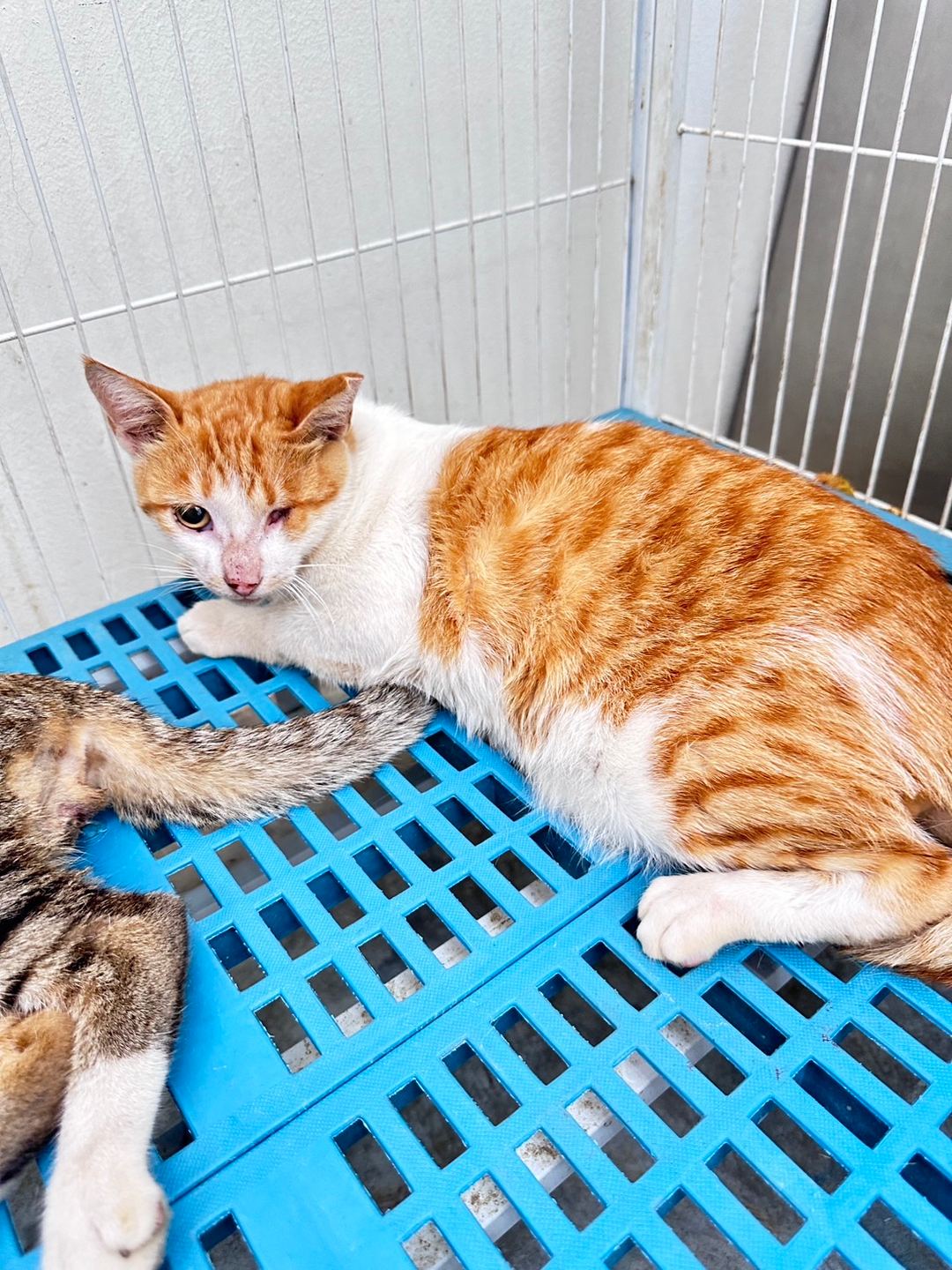 Photo of No. EAAAG1120721007, Adult · Male · Large · Mixed breed