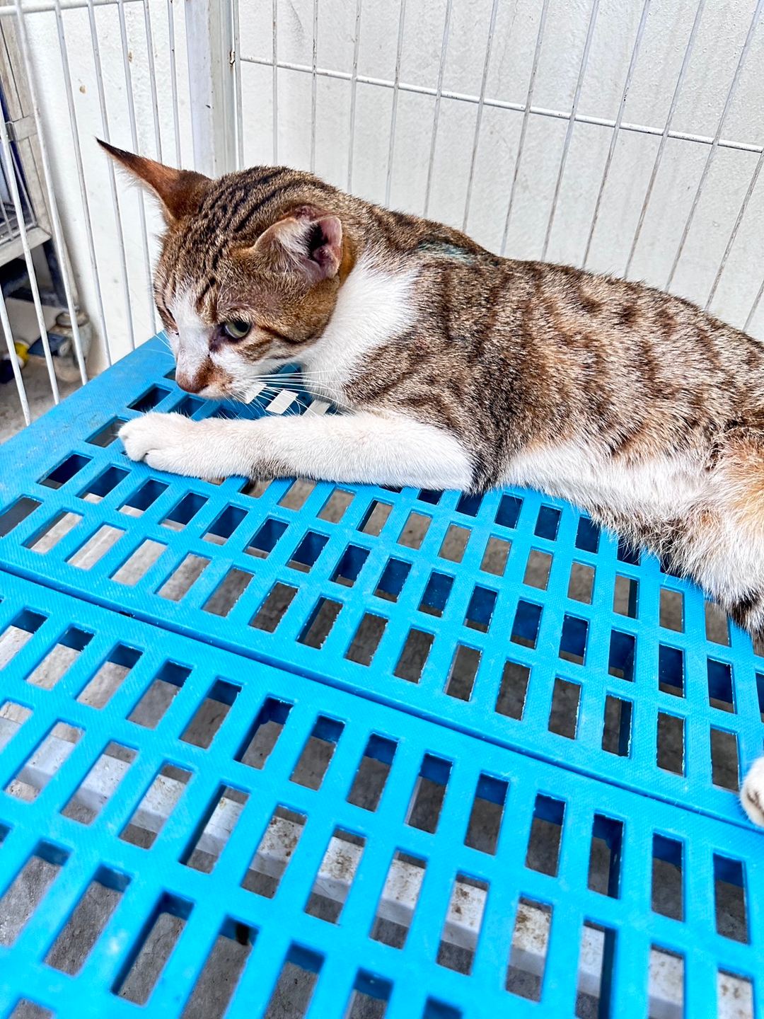 Photo of No. EAAAG1120721008, Adult · Male · Large · Mixed breed