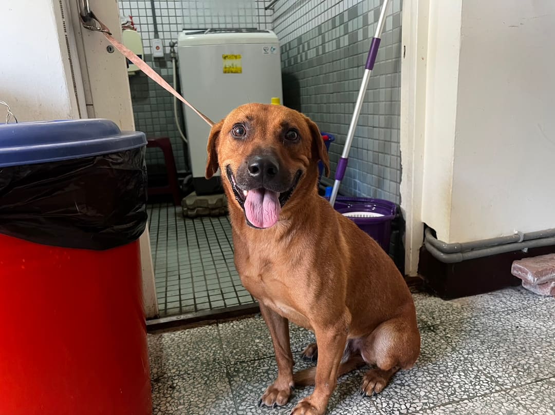 Photo of No. CAAAG1120721013, Adult · Male · Medium · Mixed breed