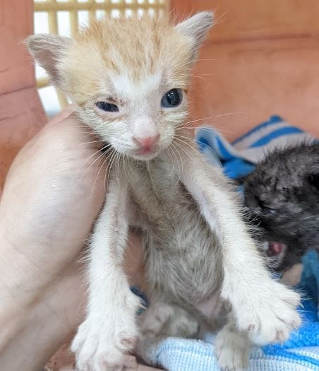 Photo of No. AAAEG1120721004, Young · Female · Small · Mixed breed