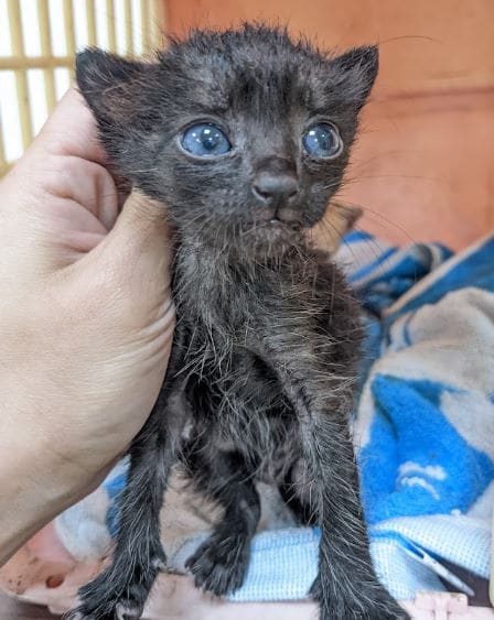 Photo of No. AAAEG1120721005, Young · Male · Small · Mixed breed