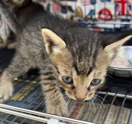 Tabby young male mixed-breed cat, Small, shelter no. …2003