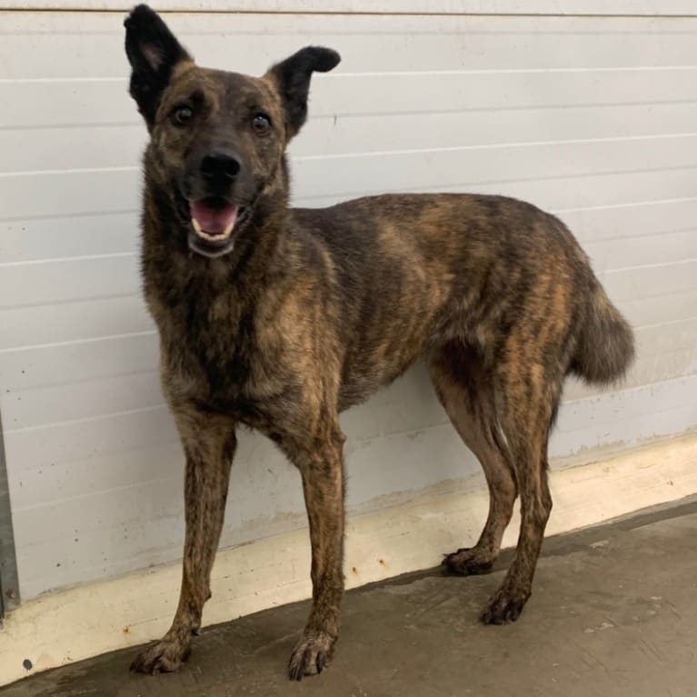 Photo of No. 111061505, Adult · Female · Medium · Mixed breed