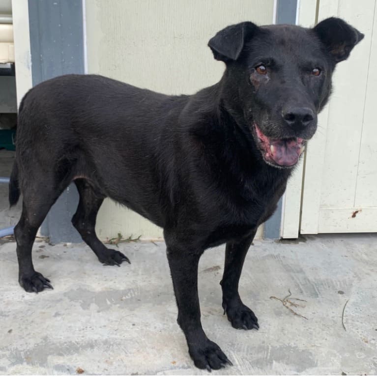 Photo of No. 109120601, Adult · Male · Medium · Mixed breed