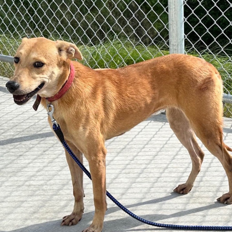 Tan adult female mixed-breed dog, Medium, shelter no. …0306