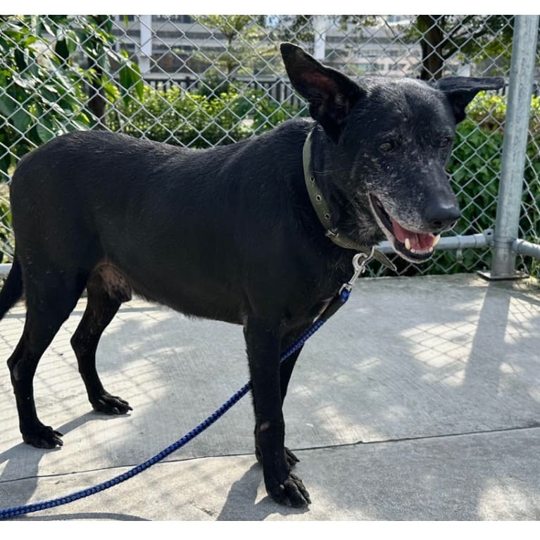Photo of No. 109010705, Adult · Male · Medium · Mixed breed