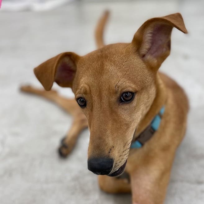 Photo of No. 112020404, Young · Male · Medium · Mixed breed