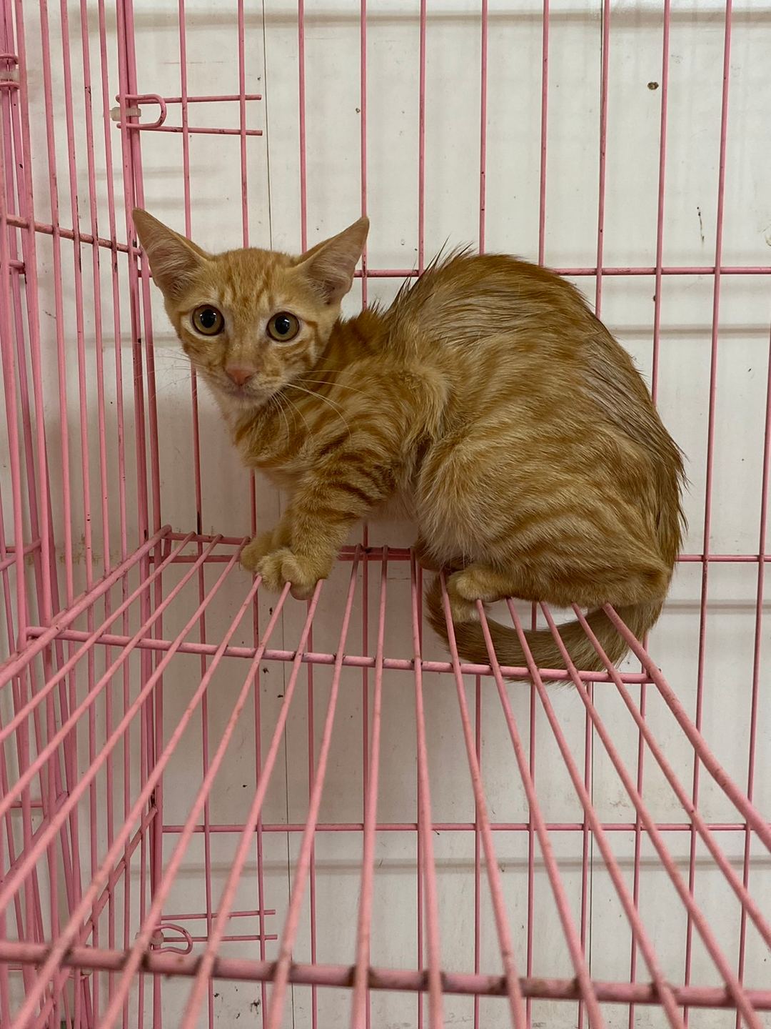 Photo of No. GAAAG1120724001, Young · Male · Medium · Mixed breed