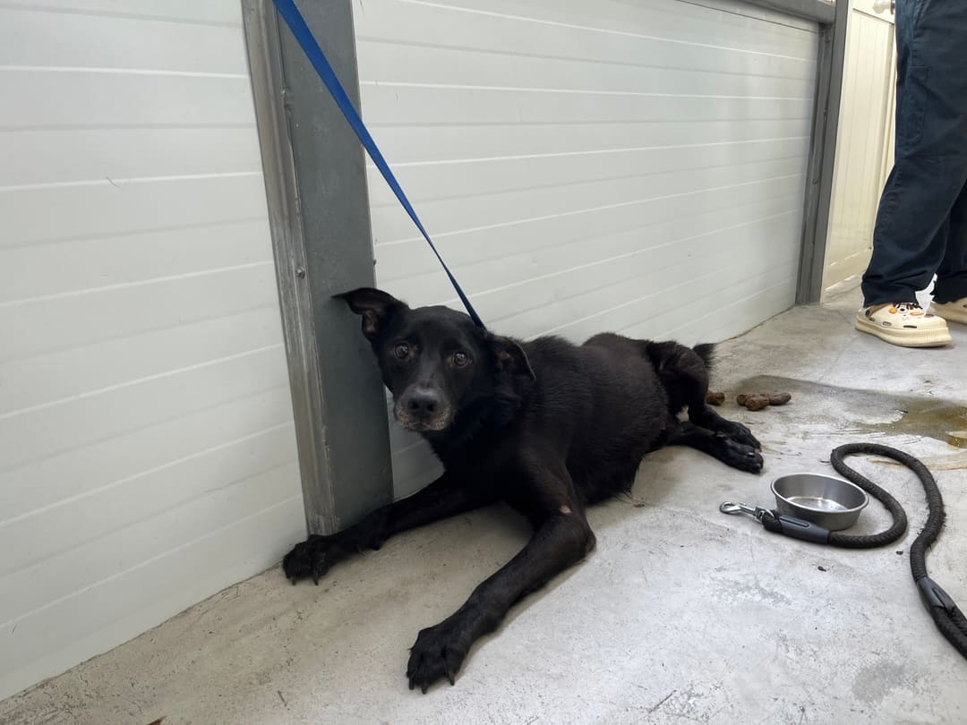 Black adult male mixed-breed dog, Medium, shelter no. …2401