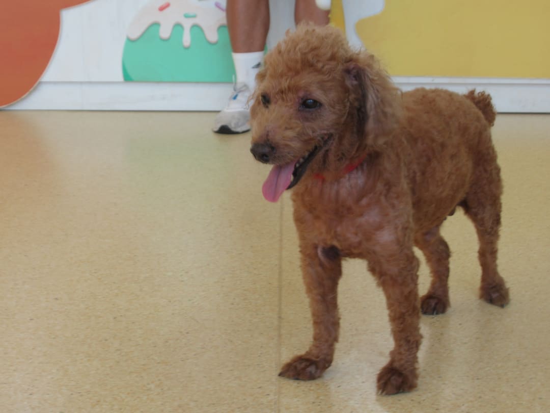 Brown adult male poodle, Small, shelter no. …4007