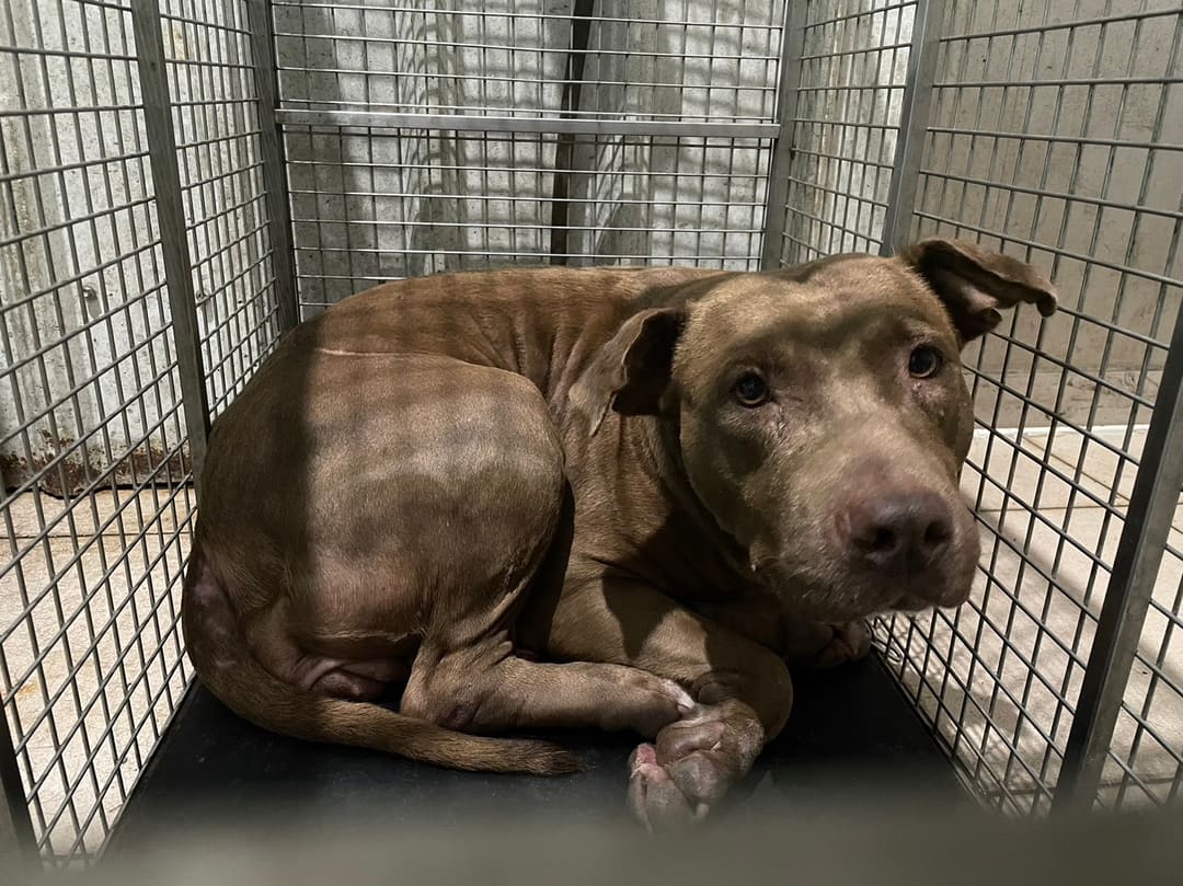 Brown adult female mixed-breed dog, Large, shelter no. …6005