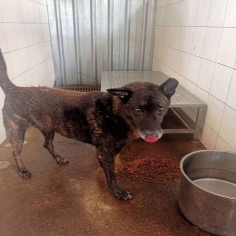 Black adult male mixed-breed dog, Medium, shelter no. …2502