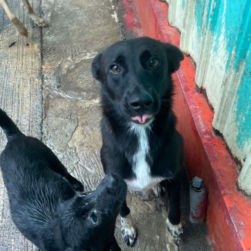 Photo of No. MAAAG1100430002, Adult · Male · Medium · Mixed breed