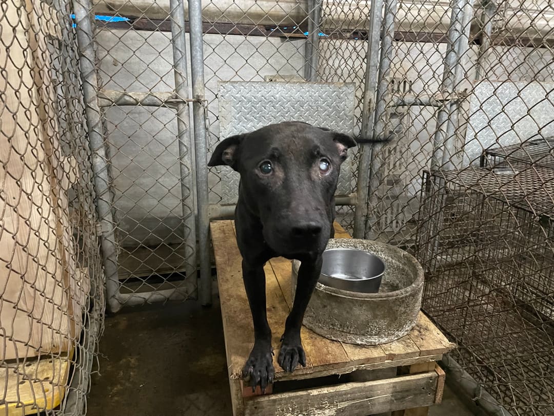 Black adult male American Pit Bull Terrier, Large, shelter no. …7002