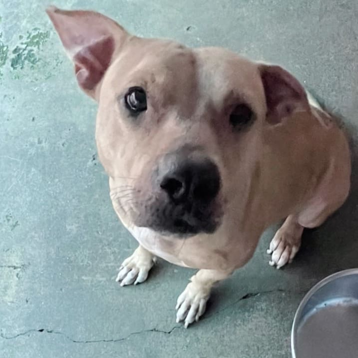 Tan adult female mixed-breed dog, Large, shelter no. …5005