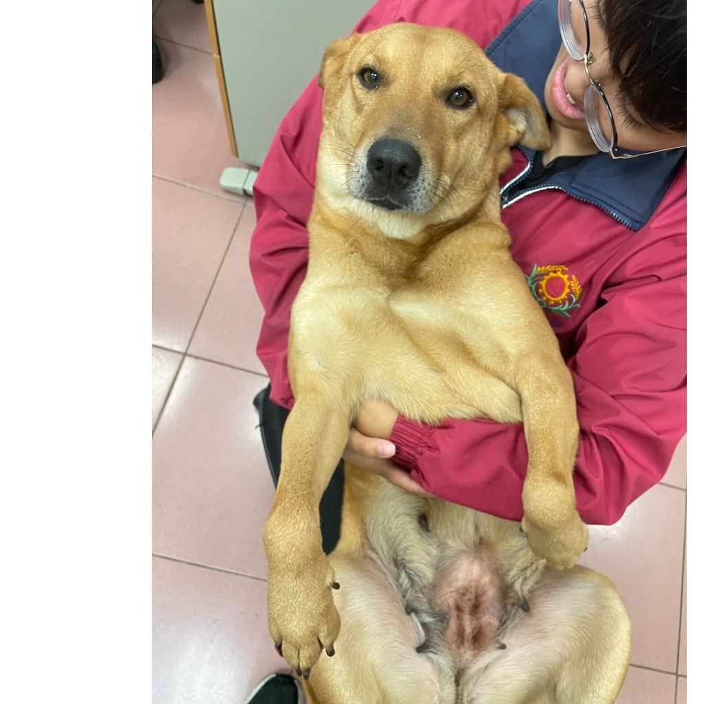 Photo of No. MAAAG1120408001, Adult · Female · Medium · Mixed breed
