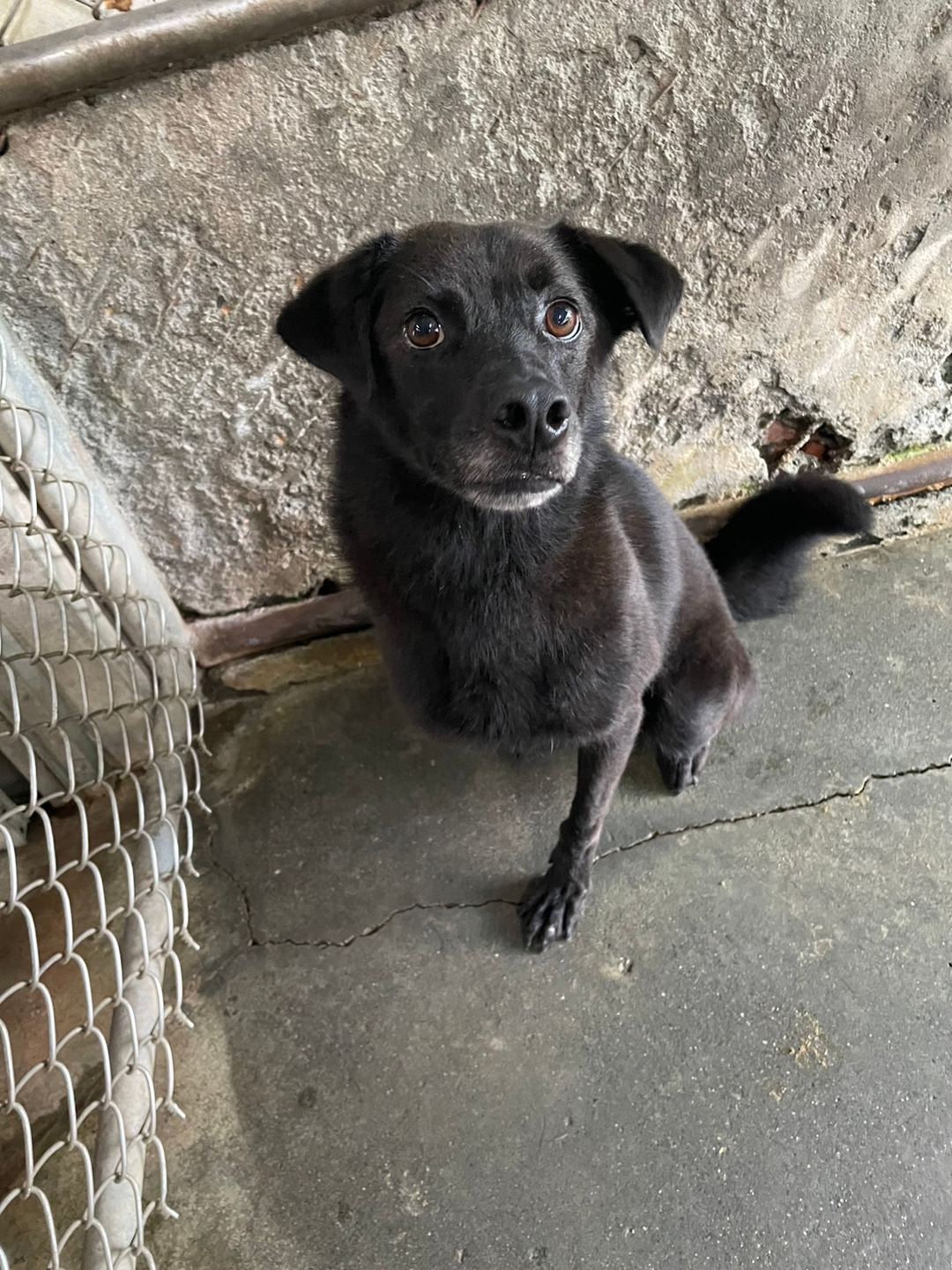 Photo of No. MAAAG1120727008, Adult · Male · Medium · Mixed breed