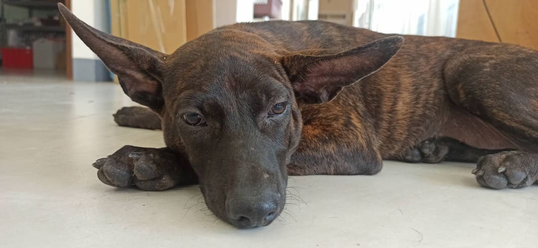 Photo of No. 1120724D03, Young · Male · Small · Mixed breed