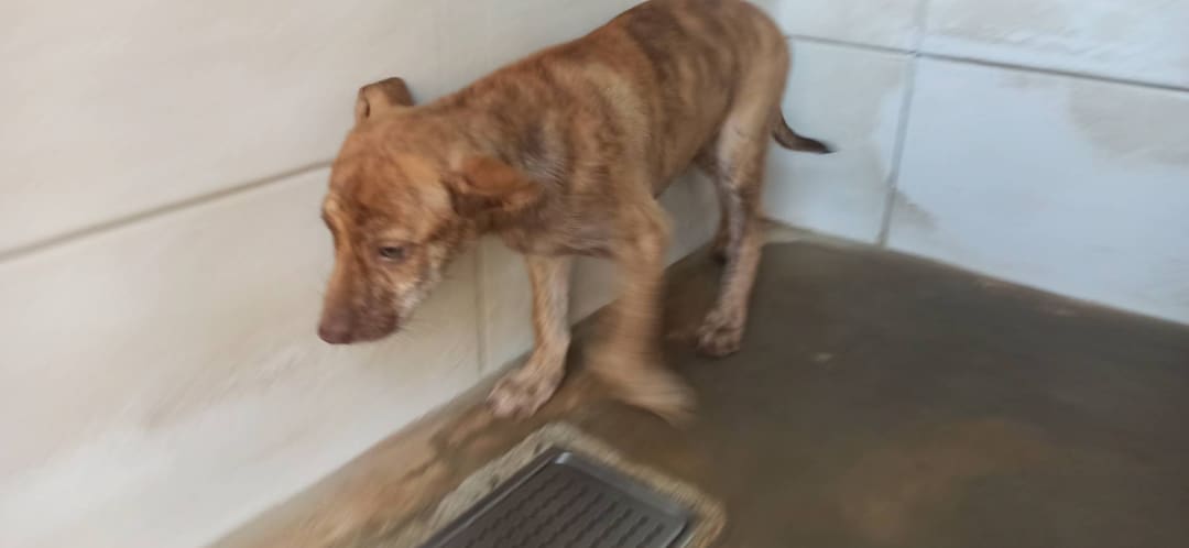 Tan tabby young male mixed-breed dog, Small, shelter no. …4D04