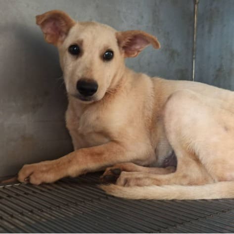 Cream young male mixed-breed dog, Small, shelter no. …8D01