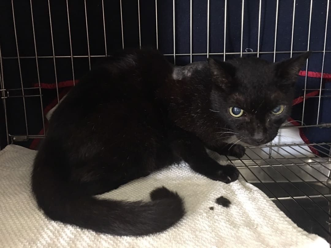 Black adult female mixed-breed cat, Medium, shelter no. …2904