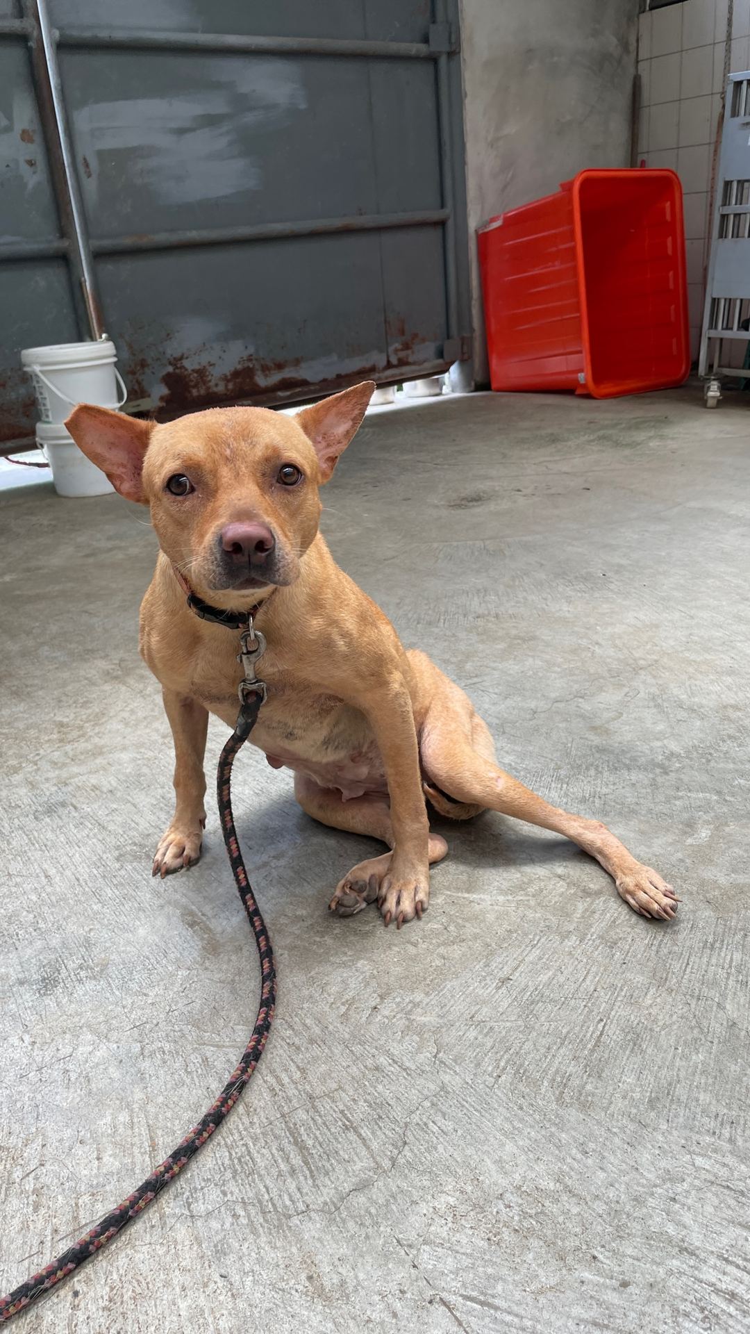 Photo of No. AAACG1120731003, Adult · Female · Medium · Mixed breed