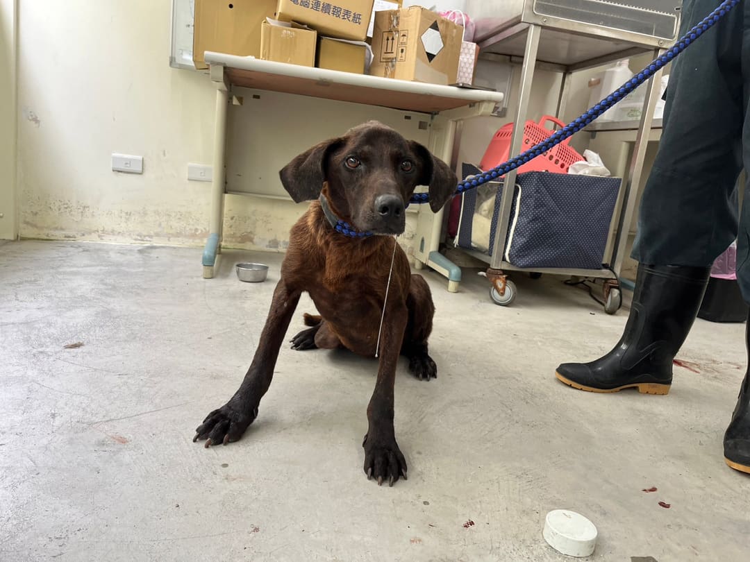 Brown adult female mixed-breed dog, Medium, shelter no. …3101