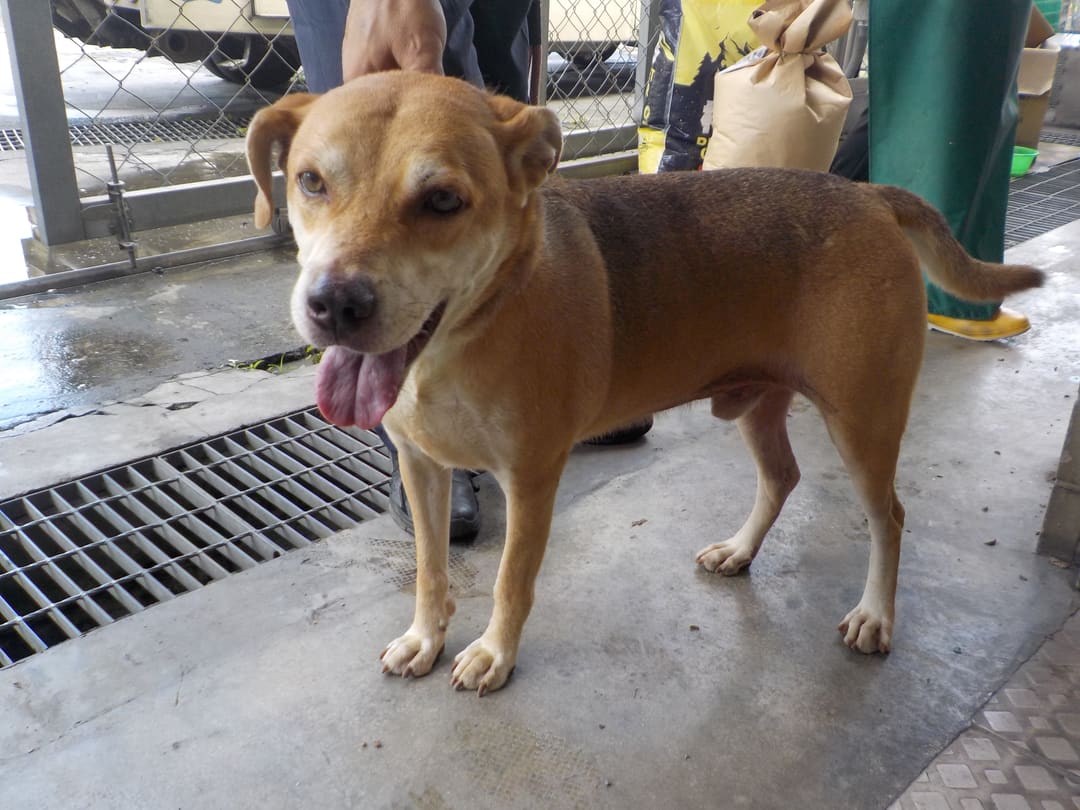 Photo of No. HAAAG1120731623, Adult · Male · Medium · Mixed breed