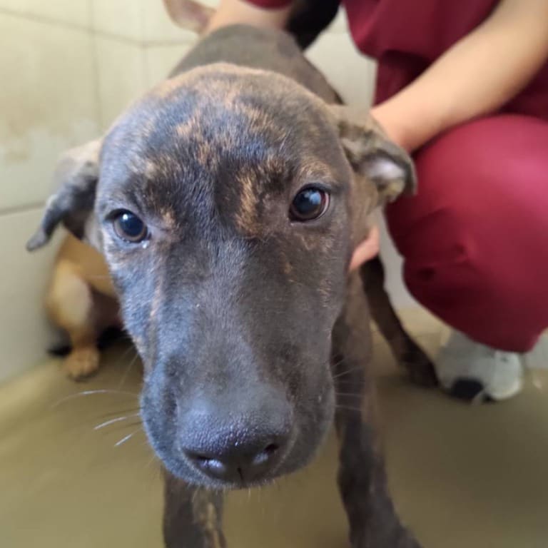Photo of No. 1120725D05, Young · Female · Small · Mixed breed