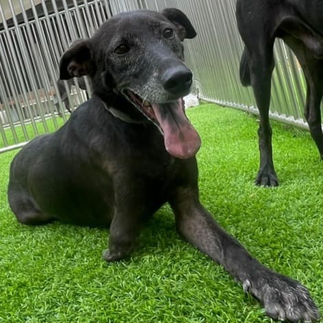 Photo of No. DAAAG1100731001, Adult · Female · Medium · Mixed breed