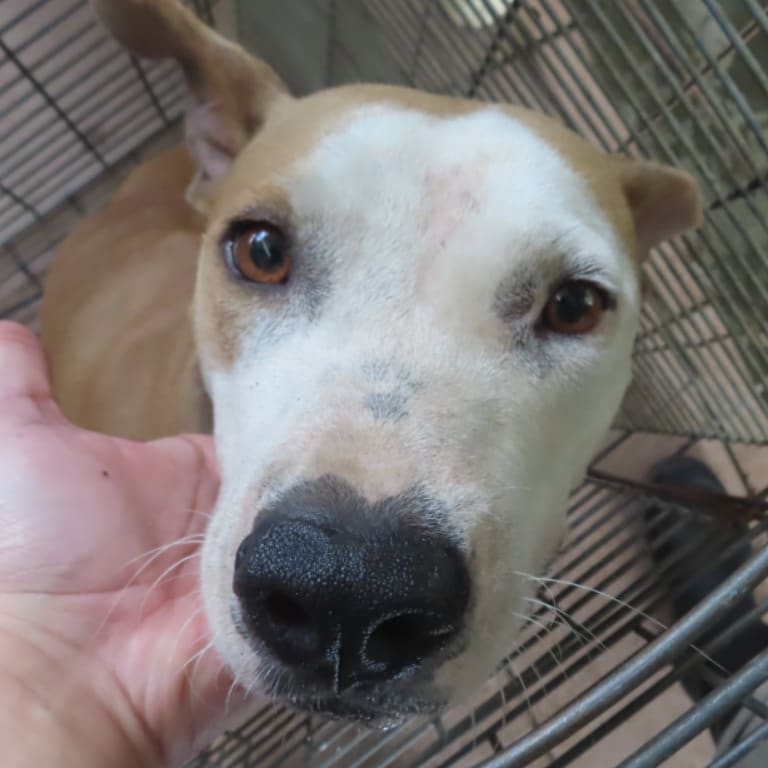 Photo of No. W120808-11, Adult · Female · Medium · American Pit Bull Terrier