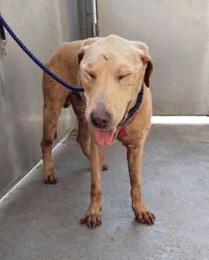 Photo of No. AAAHG1120809001, Adult · Male · Medium · Mixed breed