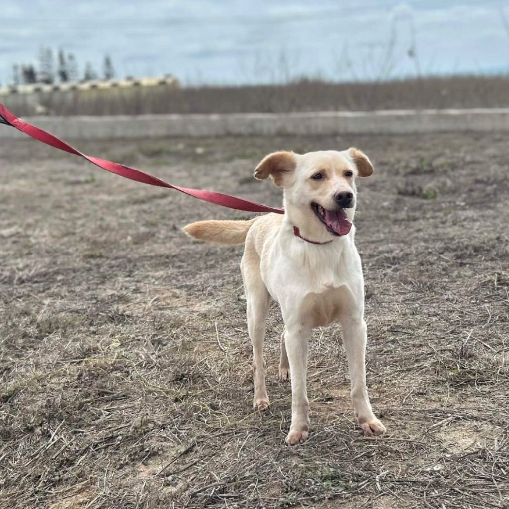 Photo of No. PAAAG1090702008, Adult · Female · Large · Mixed breed