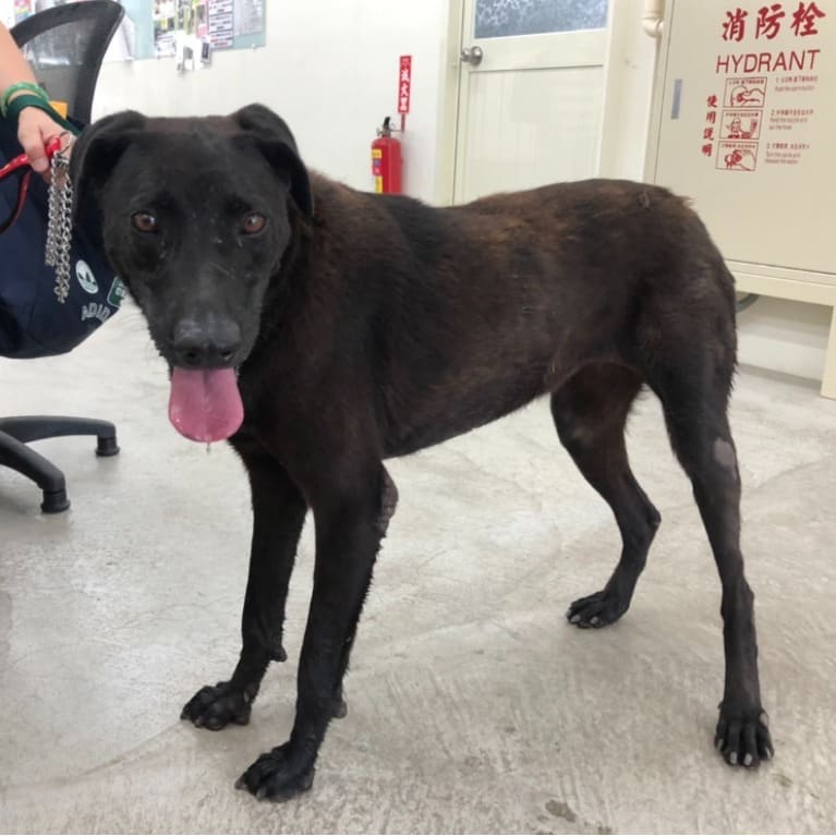 Photo of No. VAAAG112080913, Adult · Female · Medium · Mixed breed
