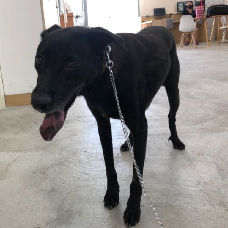 Photo of No. VAAAG112080914, Adult · Female · Medium · Mixed breed