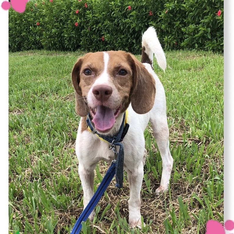 Photo of No. 112070302, Adult · Female · Medium · Mixed breed