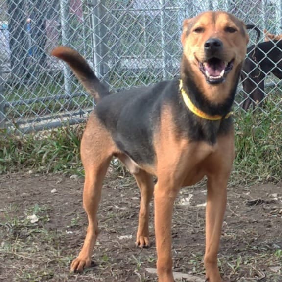Photo of No. 110011503, Adult · Male · Medium · Mixed breed