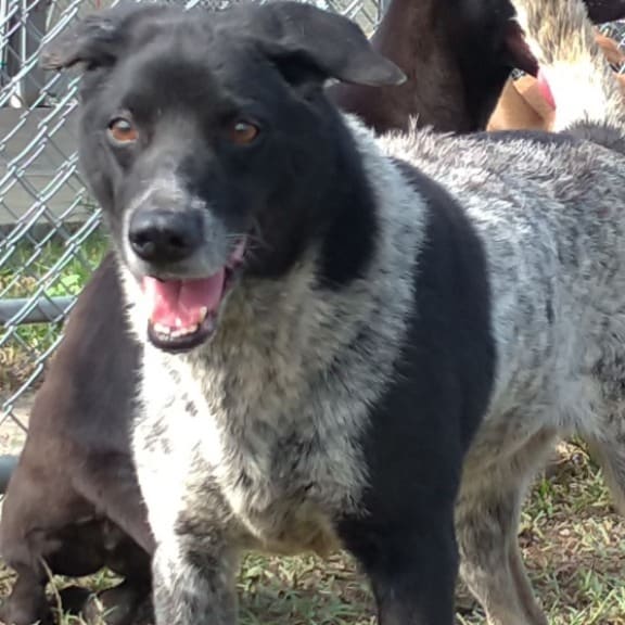 Photo of No. 110031202, Adult · Female · Medium · Mixed breed