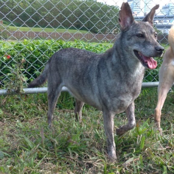 Photo of No. 104100808, Adult · Female · Medium · Mixed breed