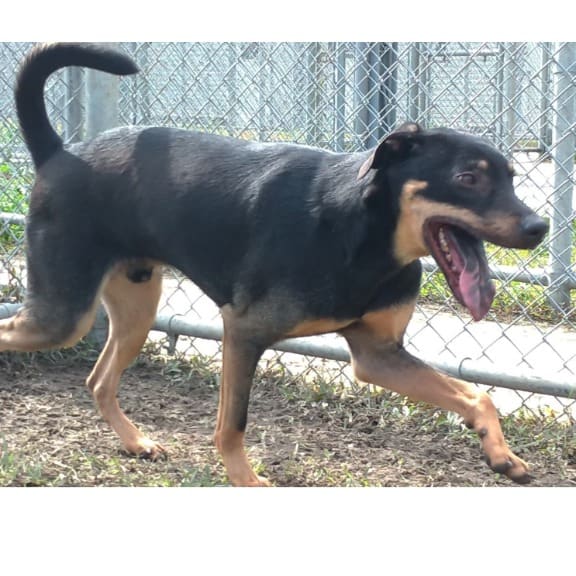 Photo of No. 110032701, Adult · Male · Medium · Mixed breed