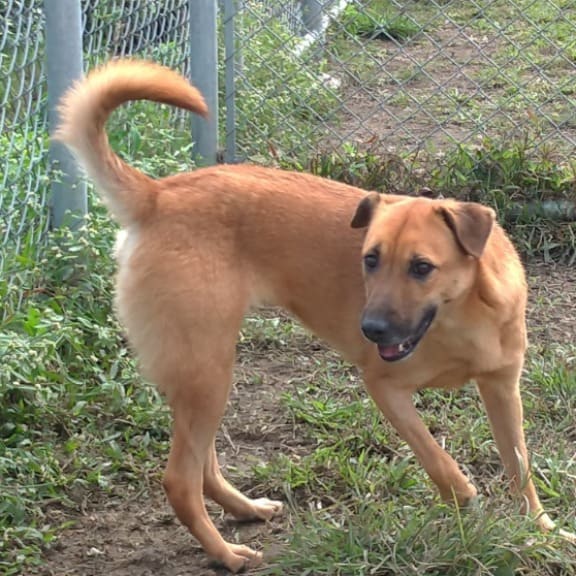 Photo of No. 110100201, Adult · Female · Medium · Mixed breed