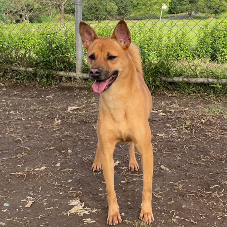 Photo of No. 110040301, Adult · Female · Small · Mixed breed