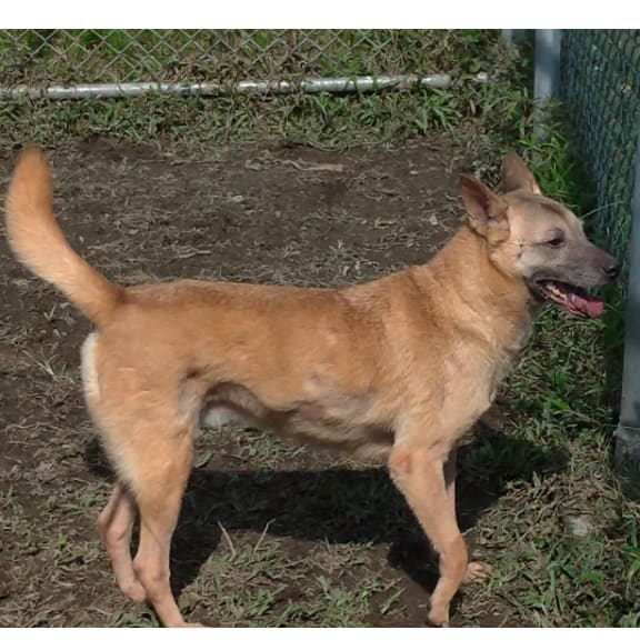 Photo of No. 111032604, Adult · Female · Medium · Mixed breed