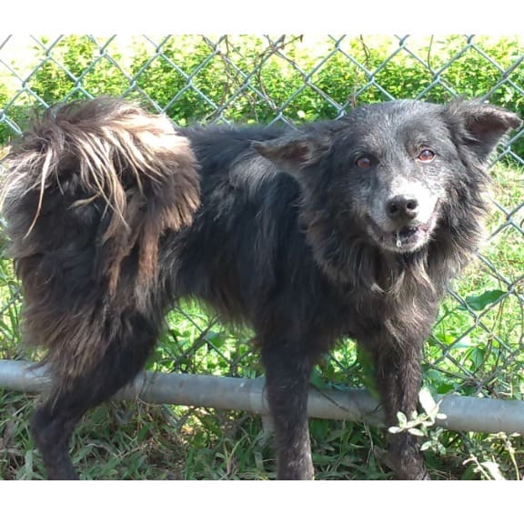 Black adult male mixed-breed dog, Medium, shelter no. …2015