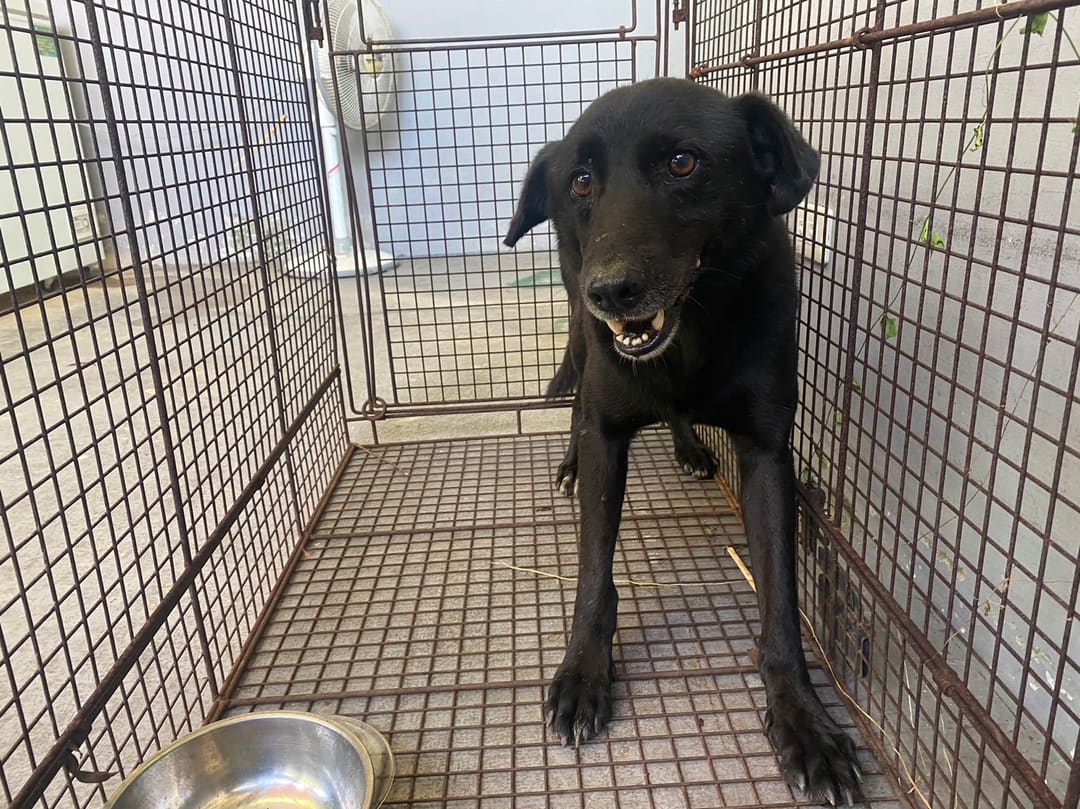 Black adult male mixed-breed dog, Medium, shelter no. …4001